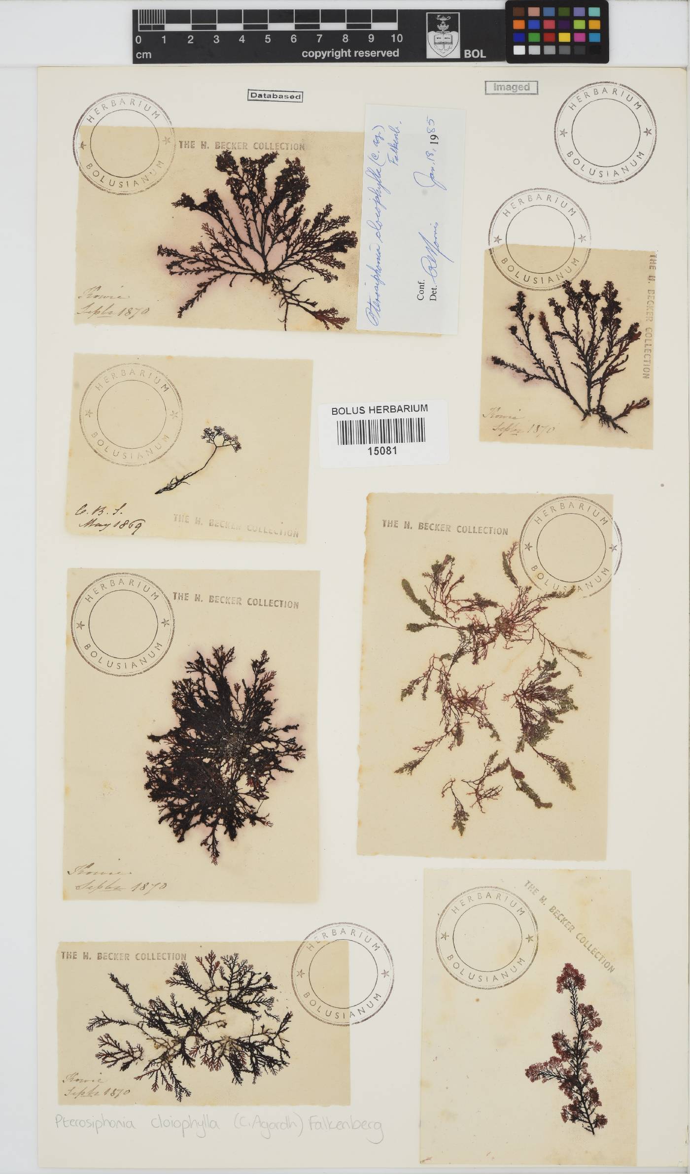 Rhodomelaceae image