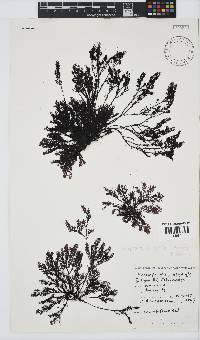 Pterosiphonia cloiophylla image