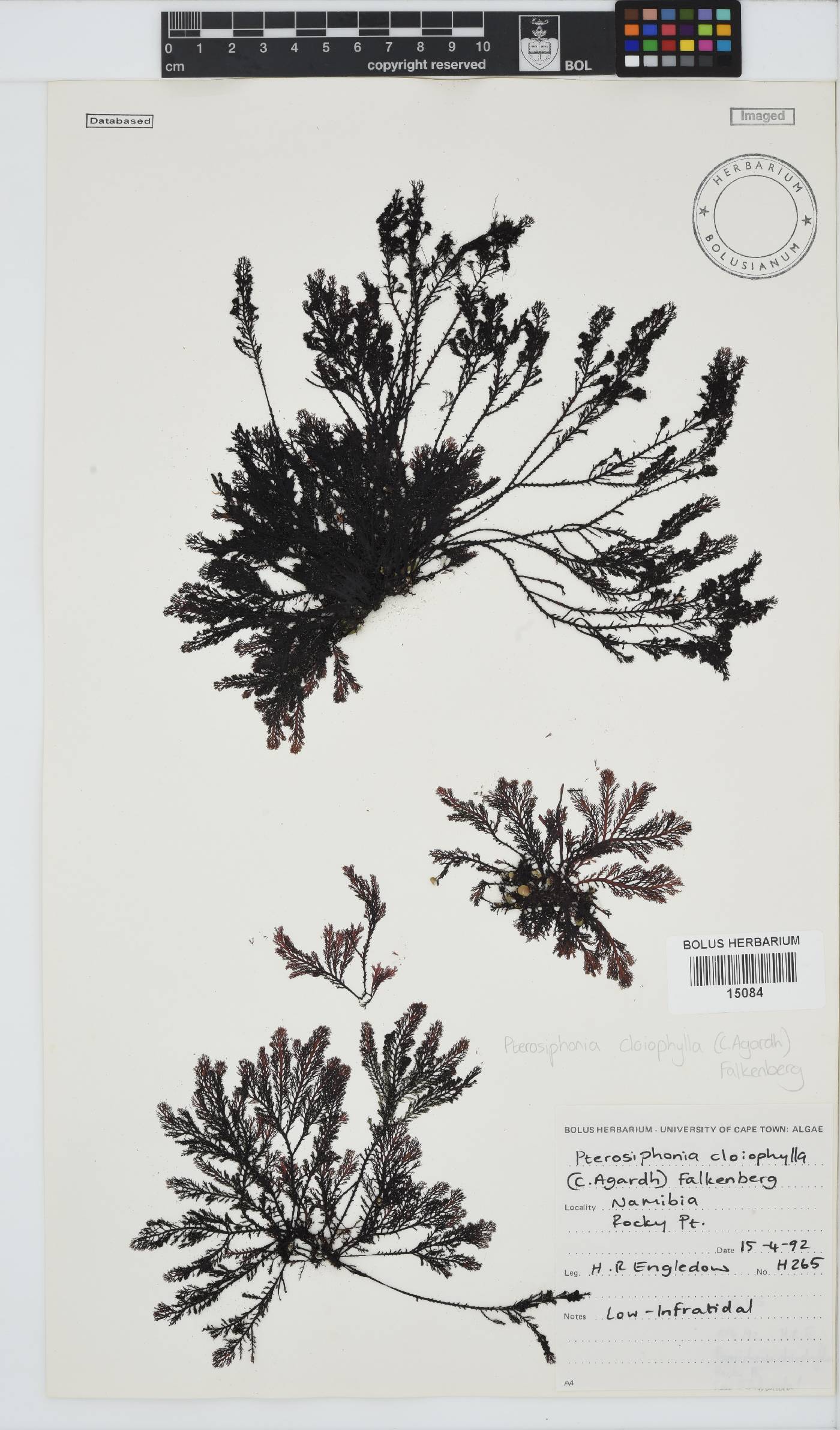 Pterosiphonia cloiophylla image