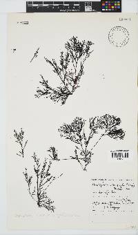 Pterosiphonia cloiophylla image