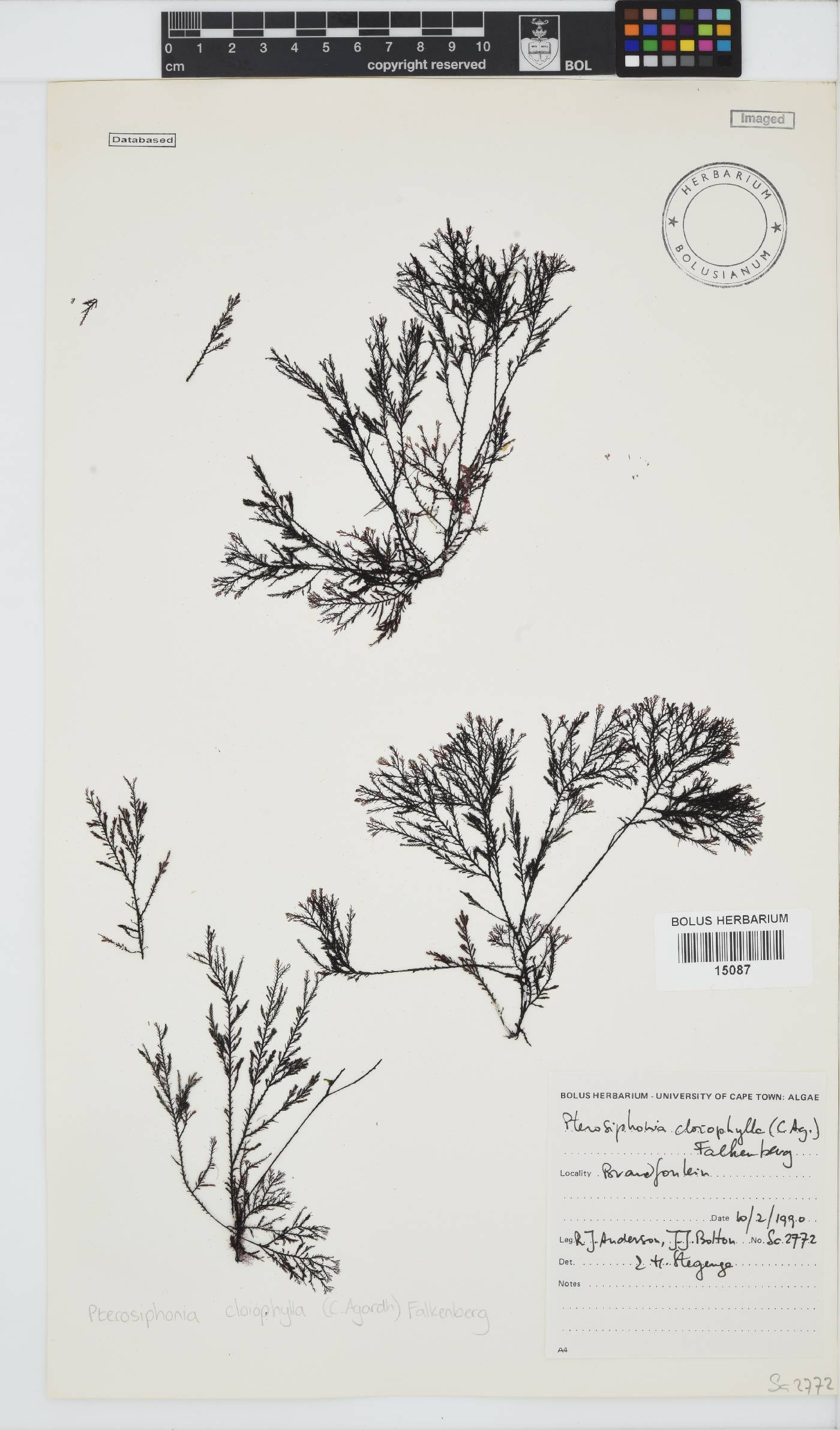 Pterosiphonia cloiophylla image