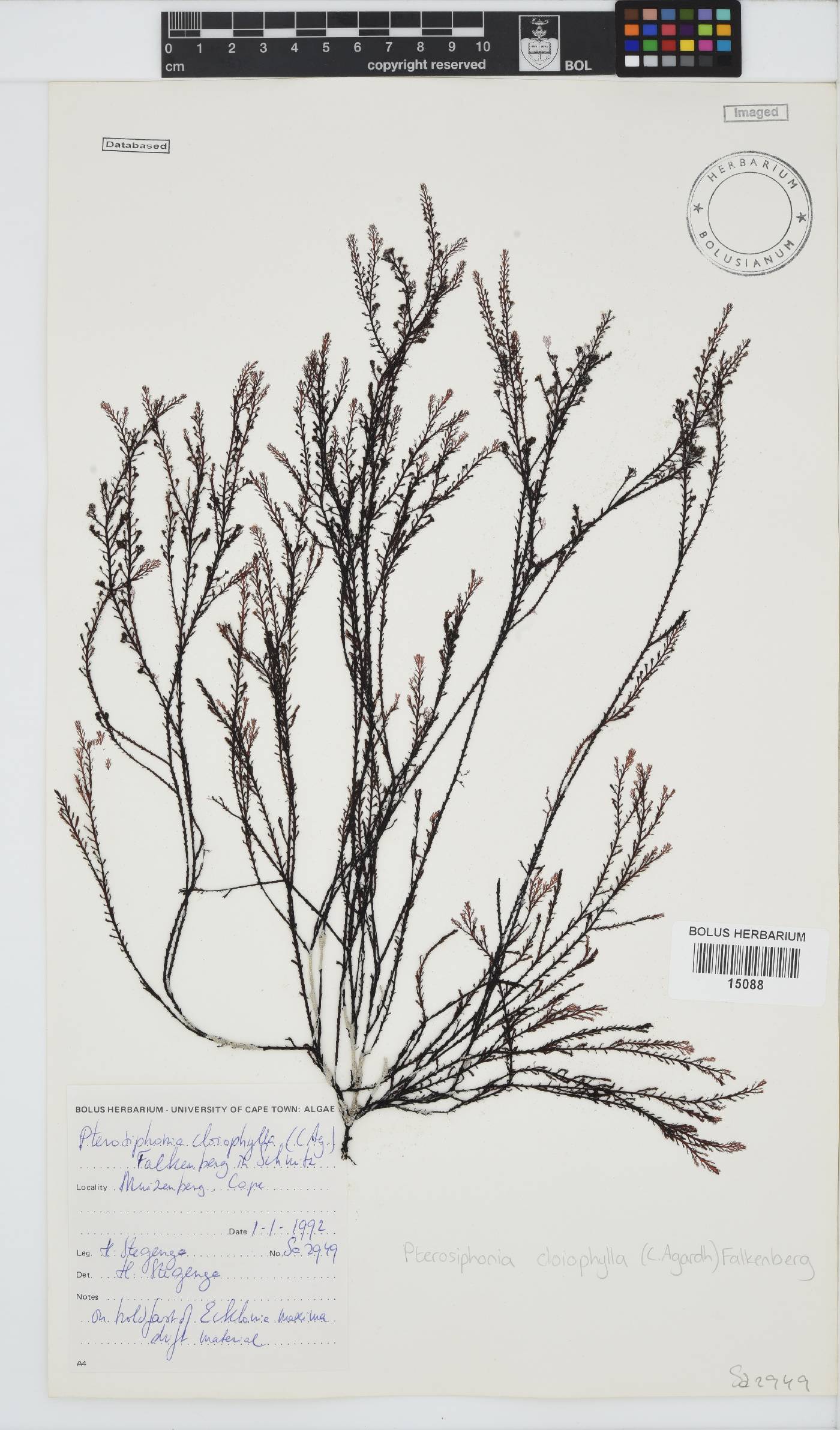 Pterosiphonia cloiophylla image