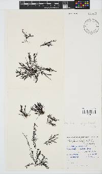 Pterosiphonia cloiophylla image