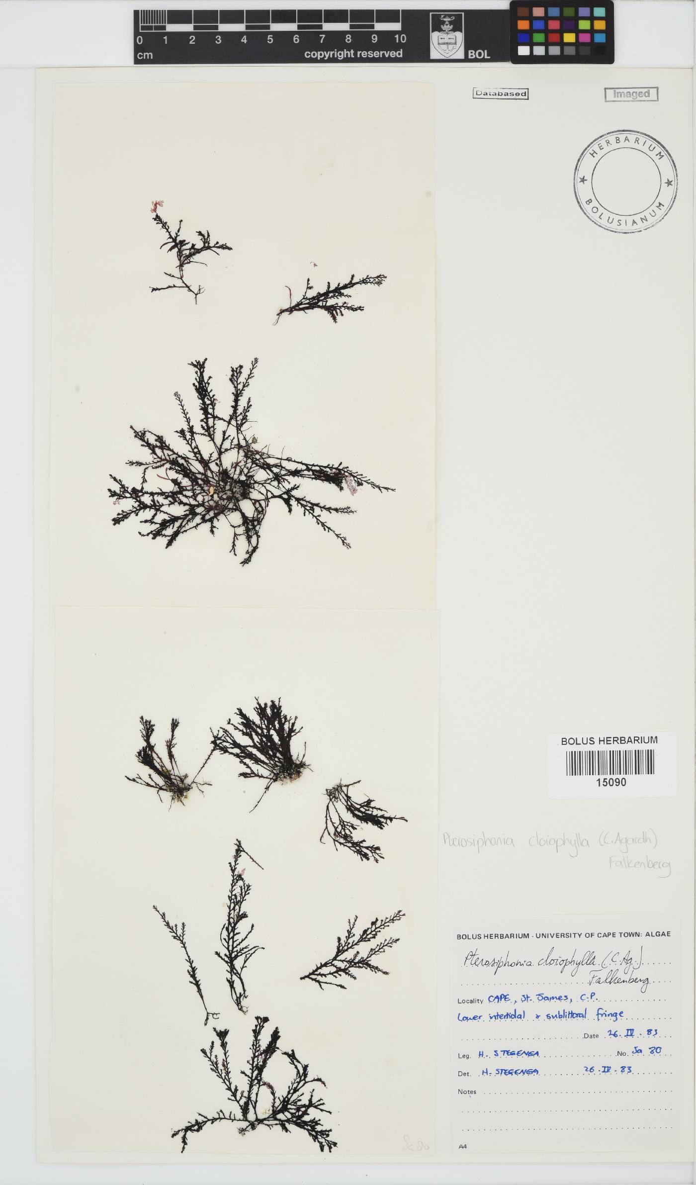 Pterosiphonia cloiophylla image