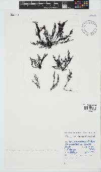 Pterosiphonia cloiophylla image