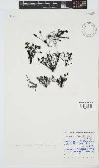 Pterosiphonia cloiophylla image