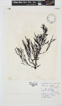 Pterosiphonia cloiophylla image