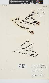 Pterosiphonia cloiophylla image