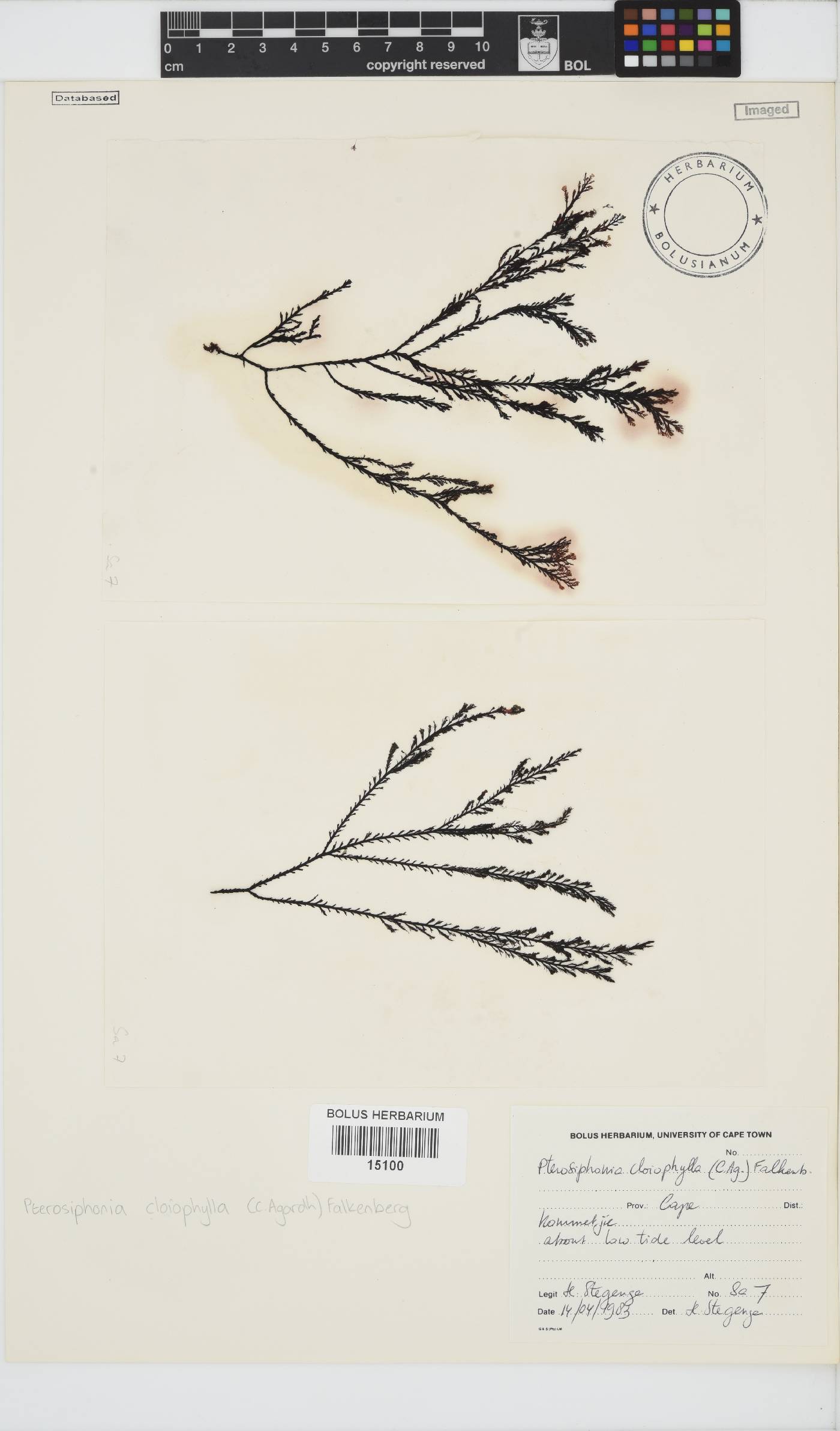 Pterosiphonia image