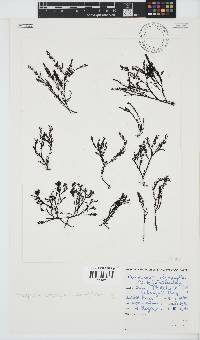 Pterosiphonia cloiophylla image