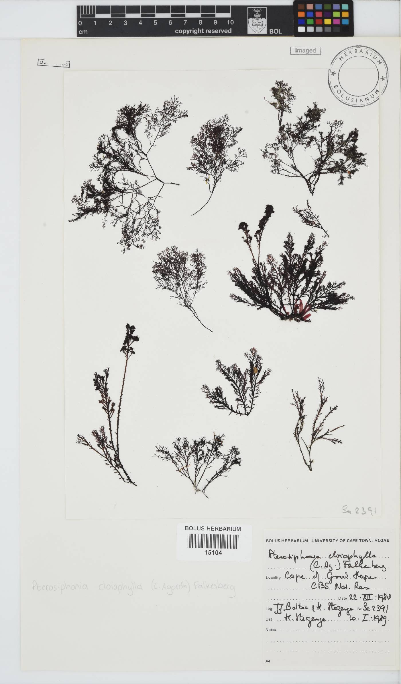 Pterosiphonia image