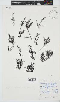 Pterosiphonia cloiophylla image