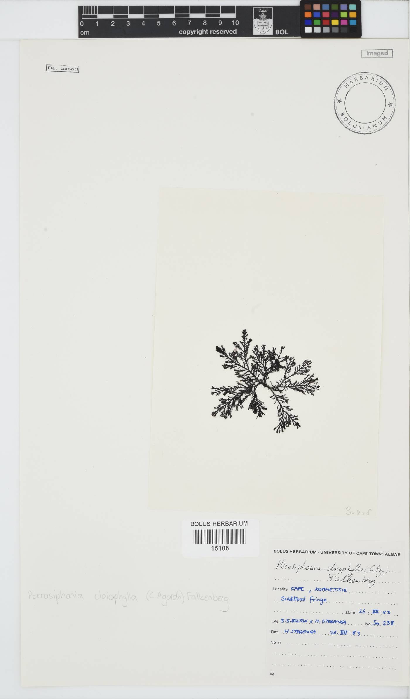 Pterosiphonia image
