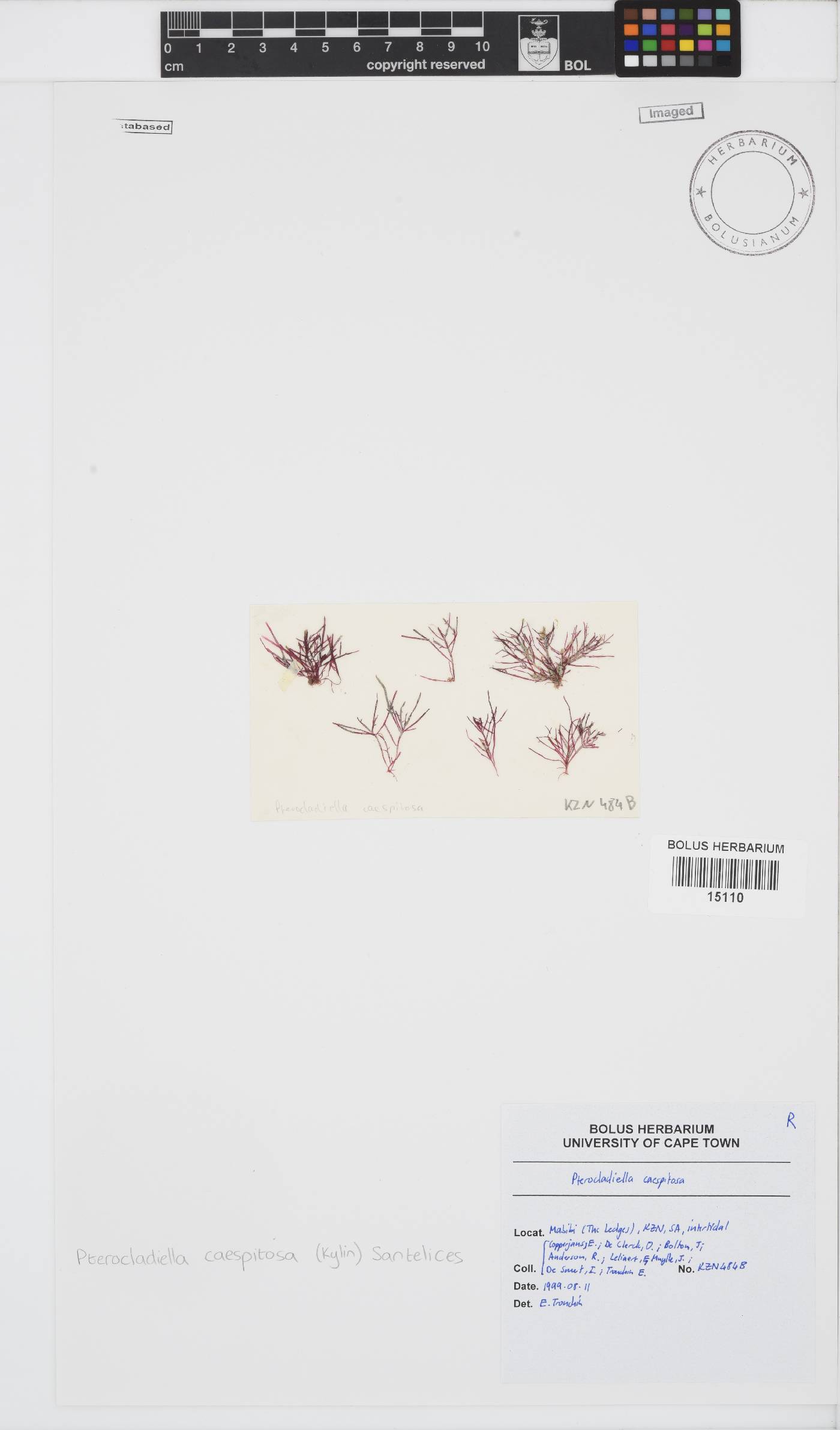 Pterocladiaceae image