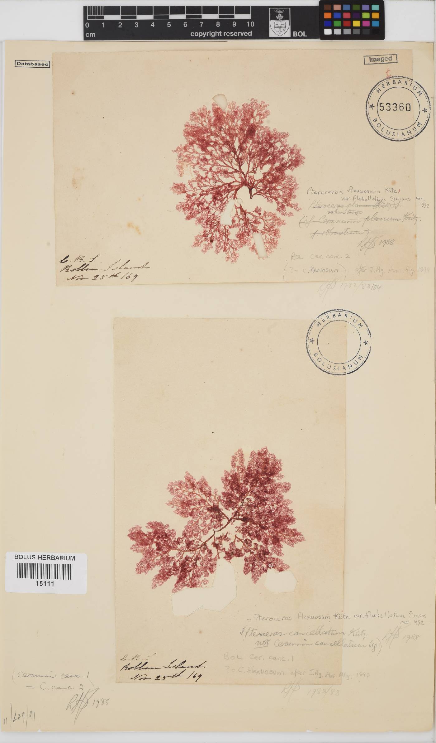 Pseudoceramium planum image