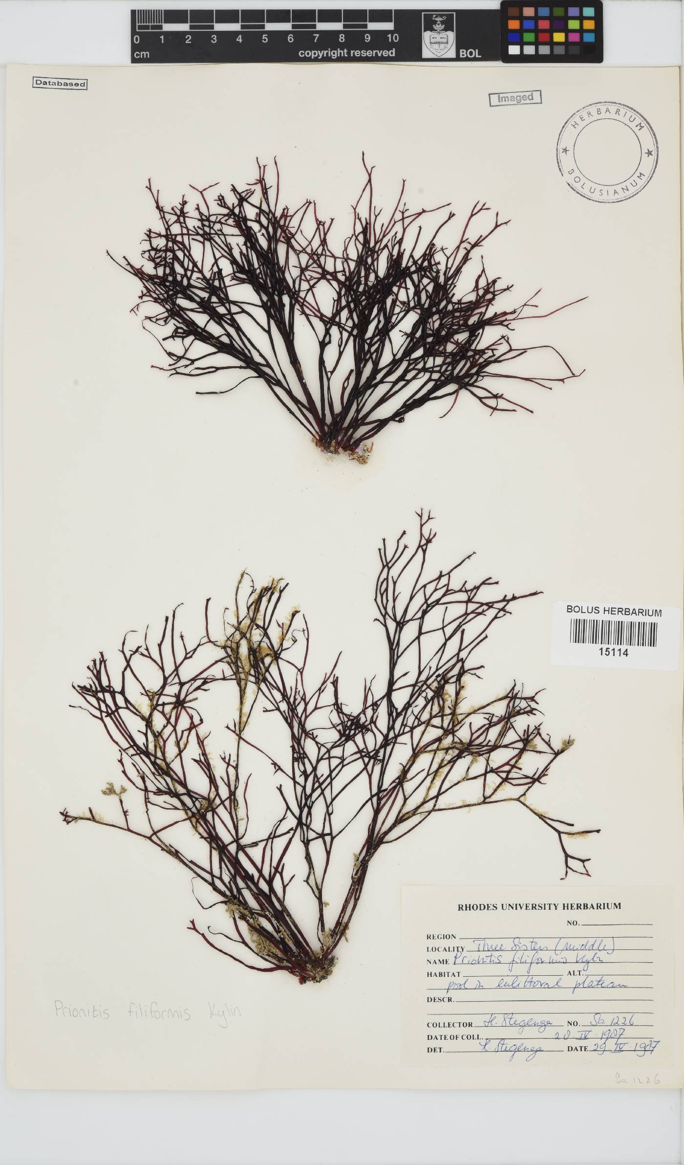 Prionitis filiformis image