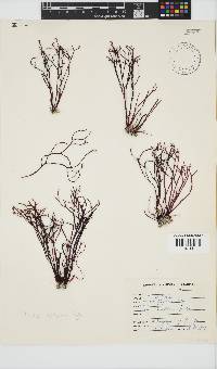 Prionitis filiformis image