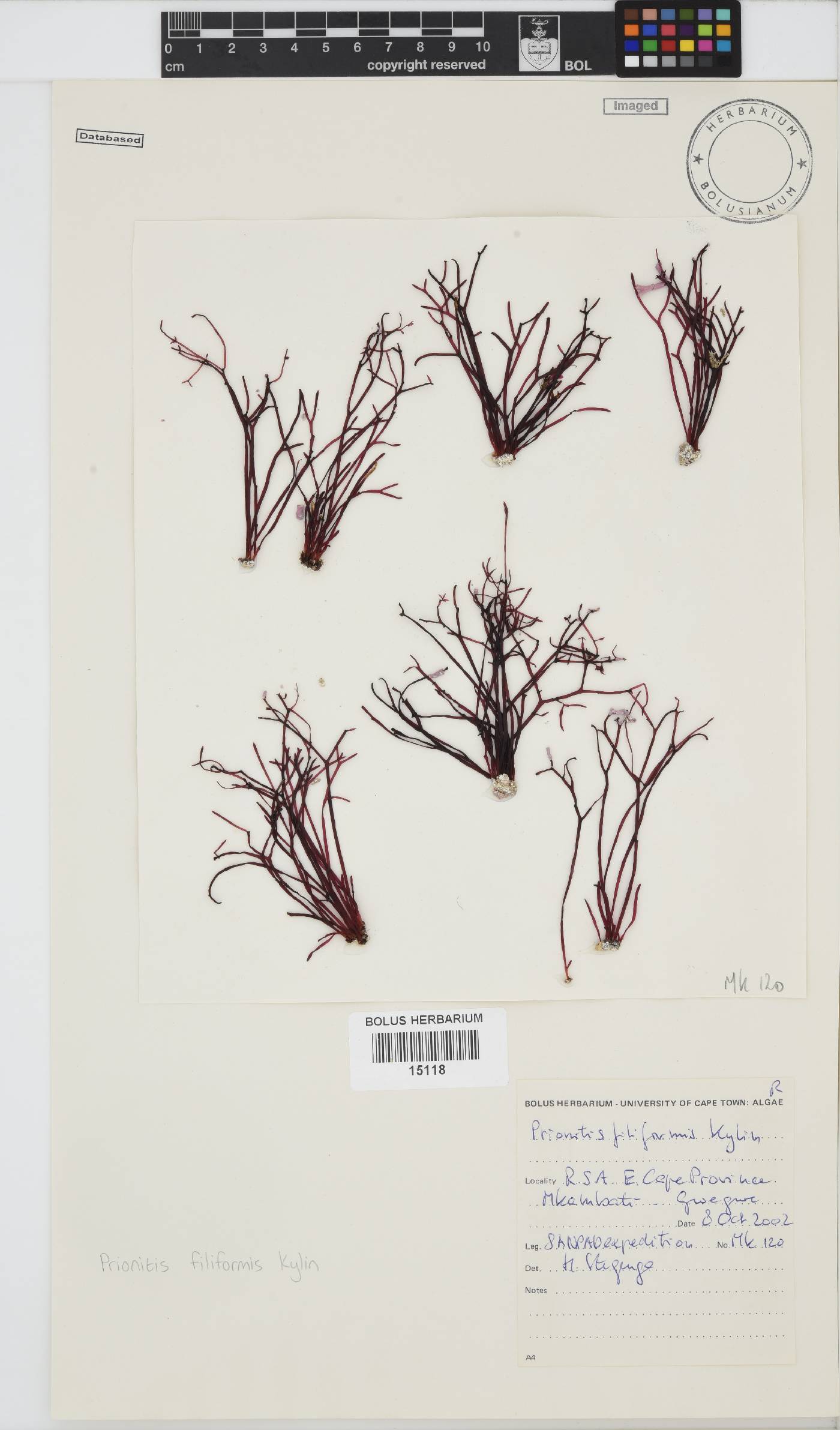 Prionitis filiformis image