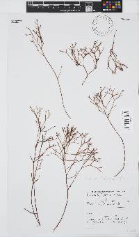 Prionitis filiformis image