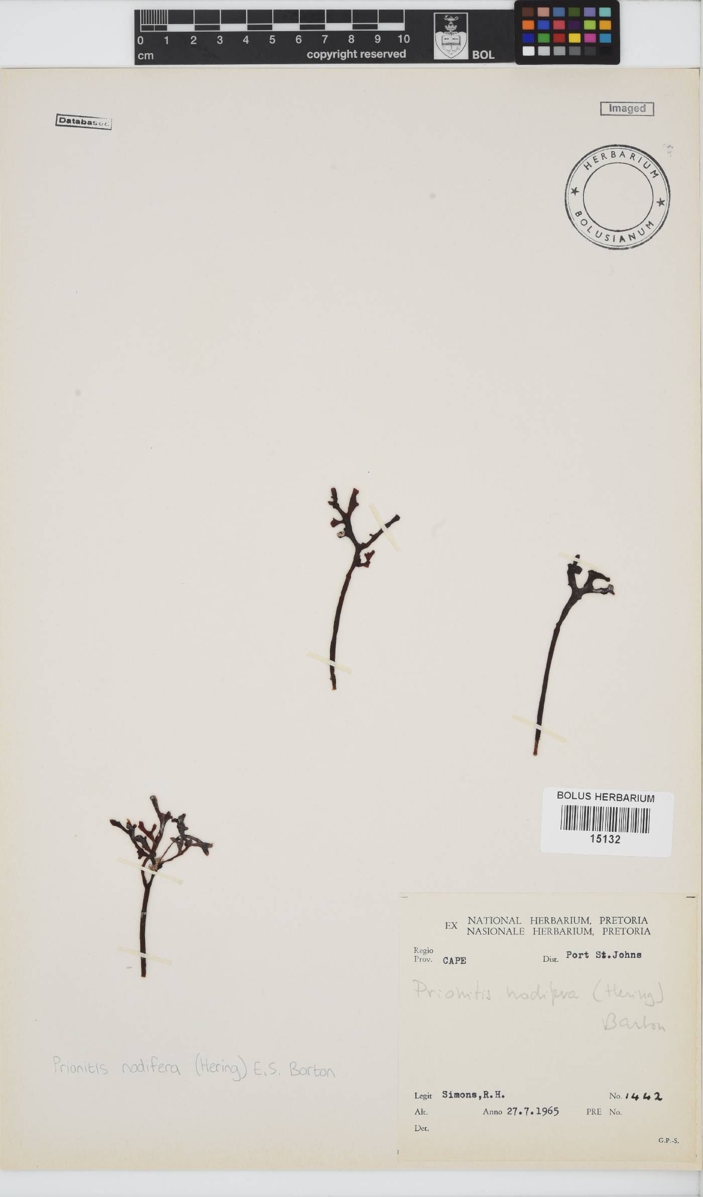 Prionitis nodifera image