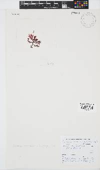 Image of Portieria hornemannii