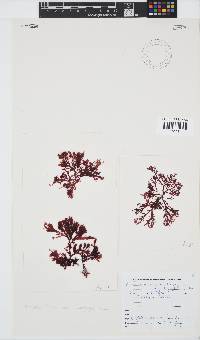 Portieria hornemannii image