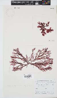Portieria hornemannii image
