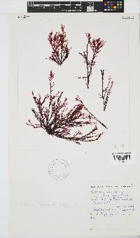 Portieria hornemannii image