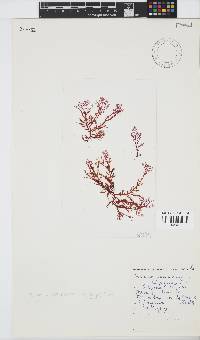 Portieria hornemannii image
