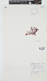 Portieria hornemannii image