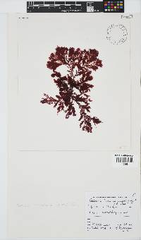 Portieria hornemannii image