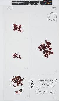Portieria hornemannii image