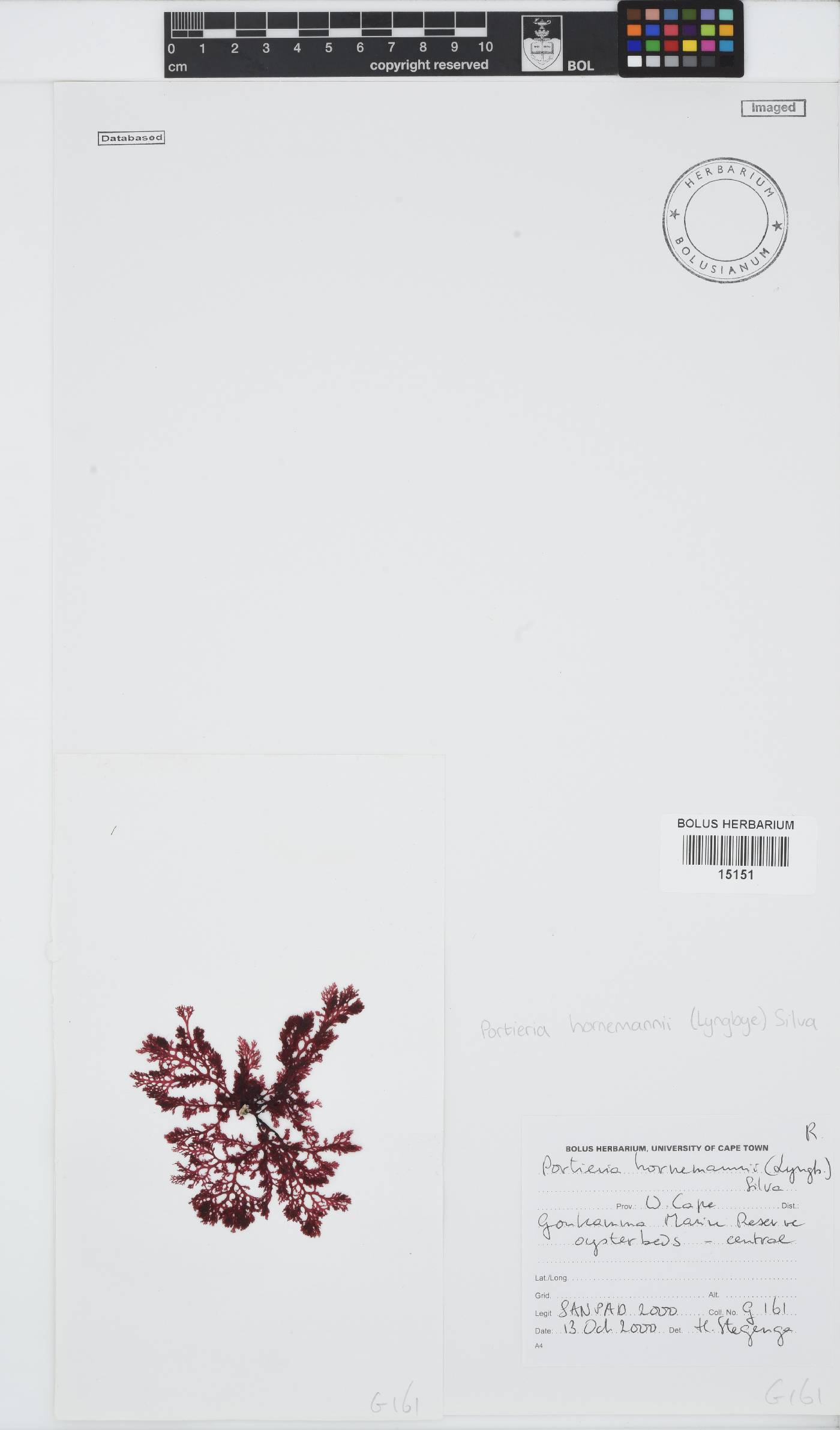 Portieria hornemannii image