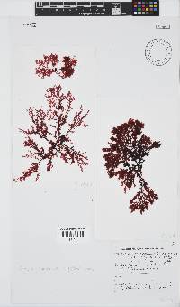 Portieria hornemannii image