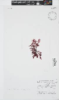Portieria hornemannii image