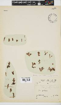 Portieria hornemannii image
