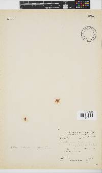 Portieria hornemannii image