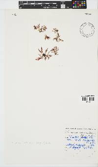 Portieria hornemannii image