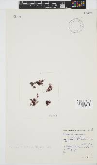 Portieria hornemannii image