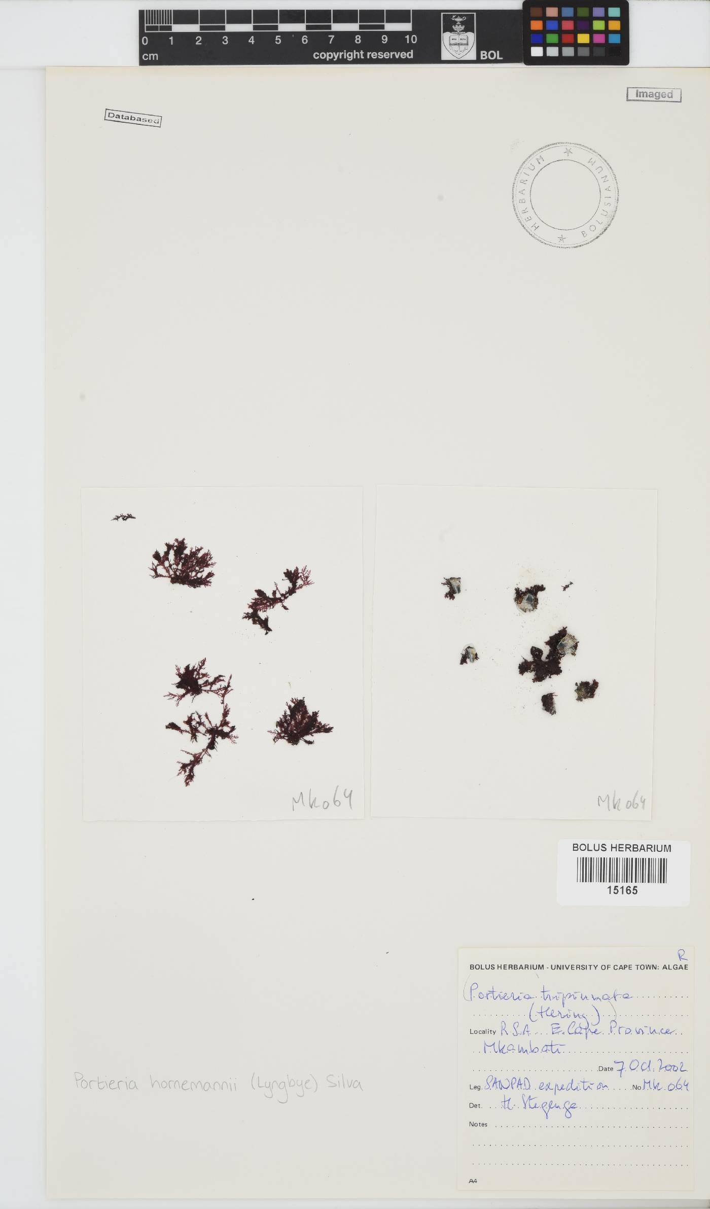 Portieria hornemannii image