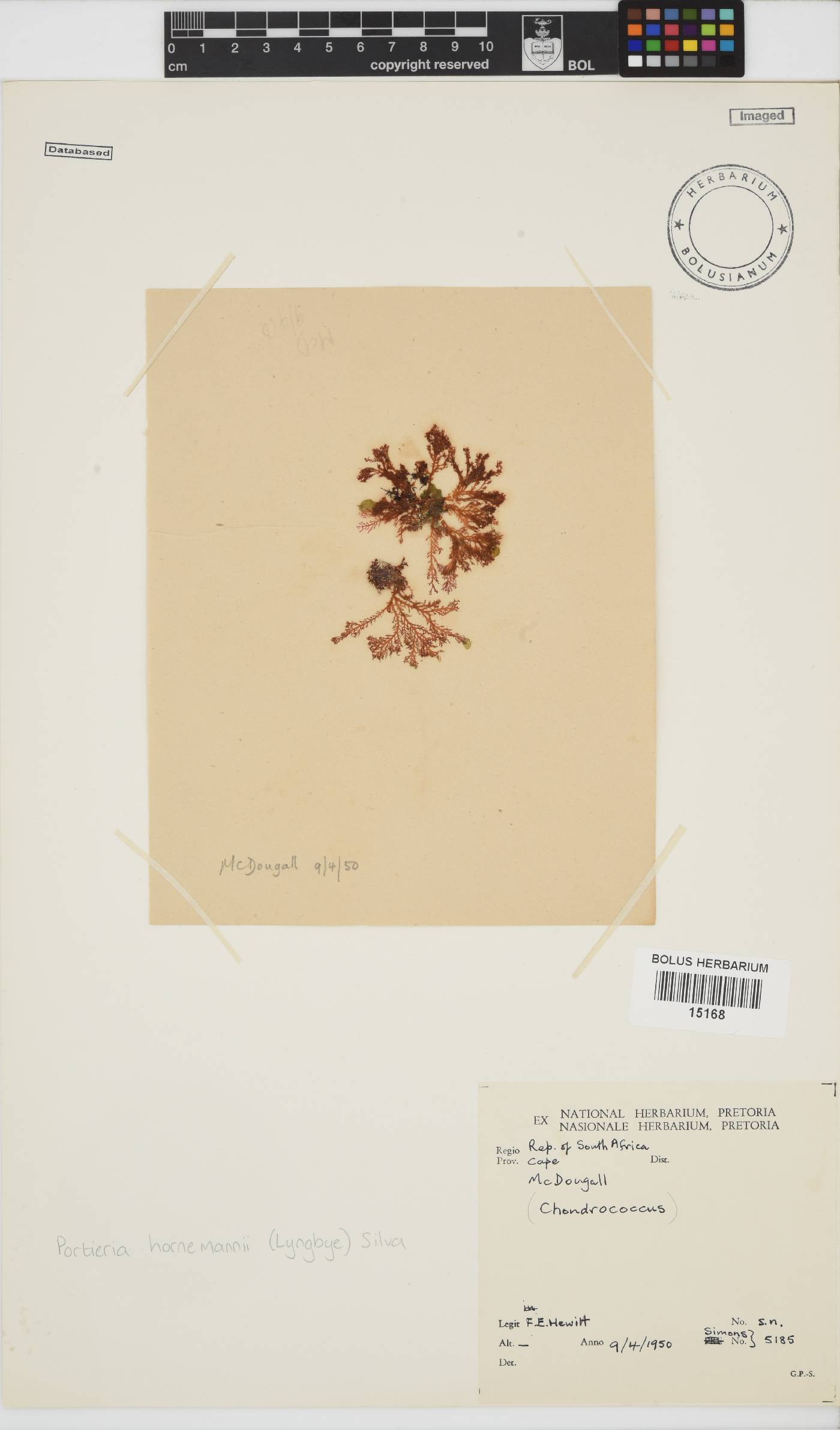 Rhizophyllidaceae image
