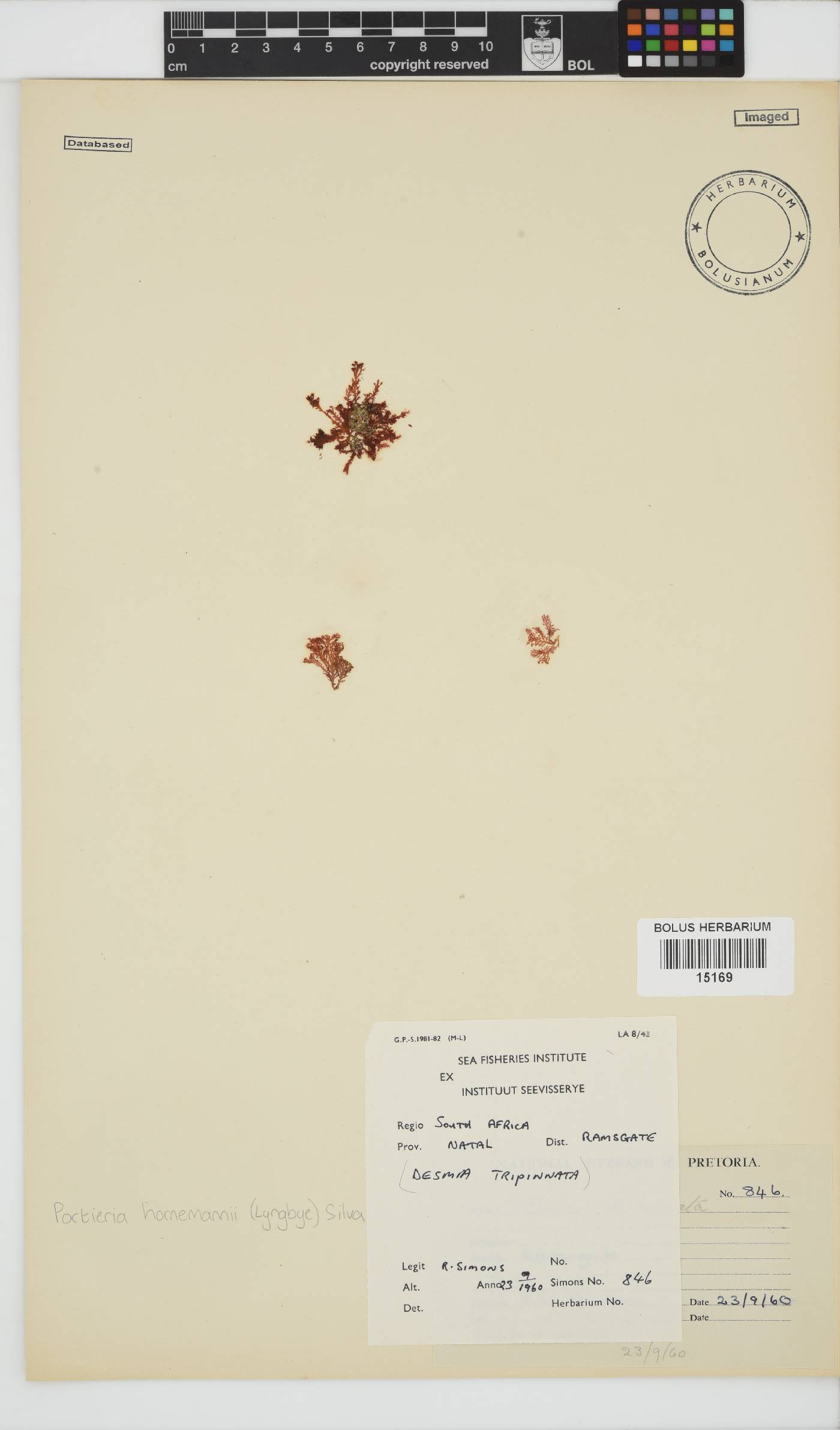 Rhizophyllidaceae image