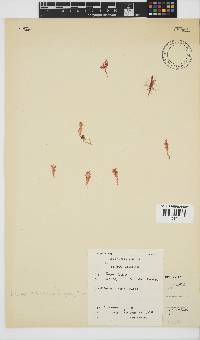 Portieria hornemannii image