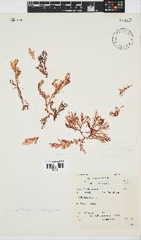 Portieria hornemannii image