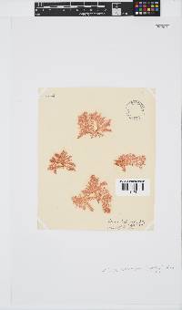 Portieria hornemannii image