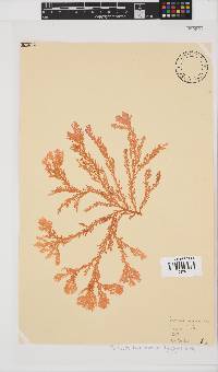 Portieria hornemannii image