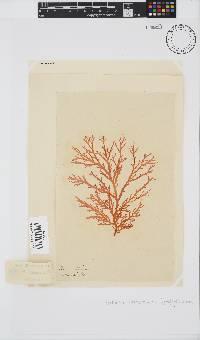 Portieria hornemannii image