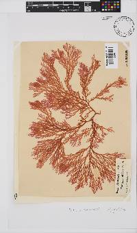 Portieria hornemannii image