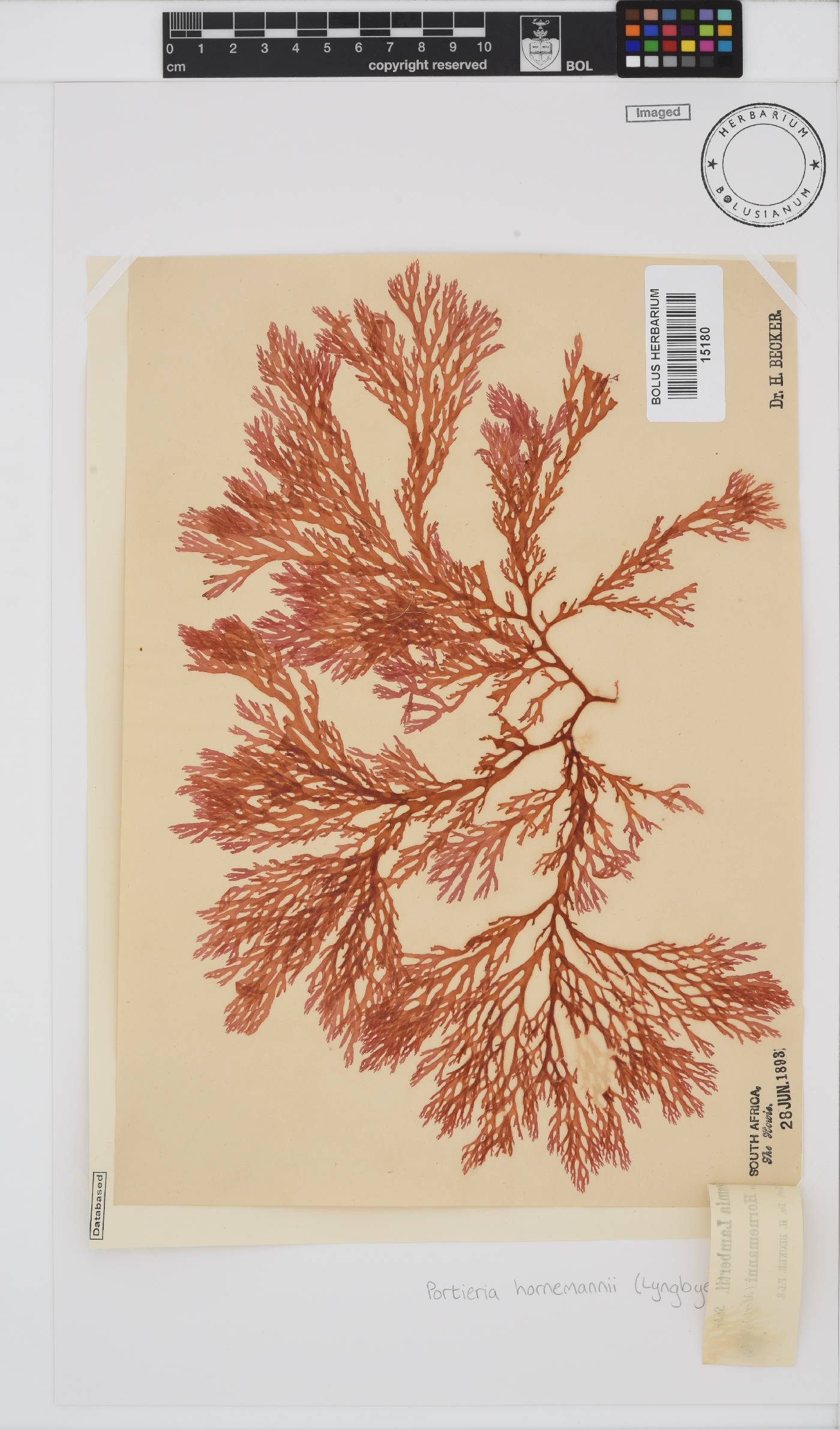 Portieria hornemannii image