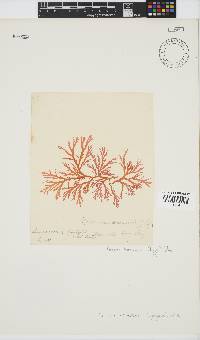 Portieria hornemannii image